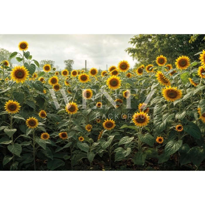 Fundo Fotográfico em Tecido Dia das Mães Campo de Girassóis / Backdrop 5907