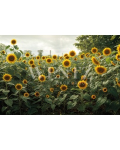 Fundo Fotográfico em Tecido Dia das Mães Campo de Girassóis / Backdrop 5907